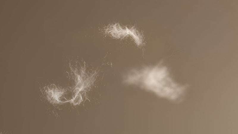 Unwanted Pet Hair